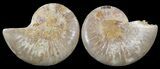 Cut & Polished, Agatized Ammonite Fossil - Jurassic #53783-1